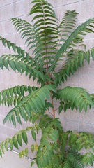 Ailanthus altissima