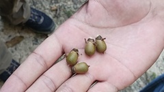 Lepidocaryeae
