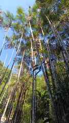 Lepidocaryeae