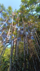 Lepidocaryeae