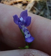 Trichostema setaceum