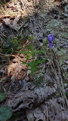 Trichostema setaceum