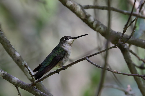 Ruby-throated Hummingbird photographed in Mississippi