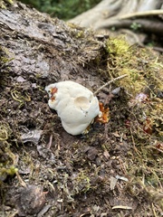 Fuscopostia fragilis