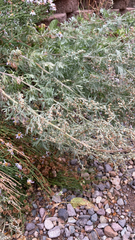 Artemisia absinthium
