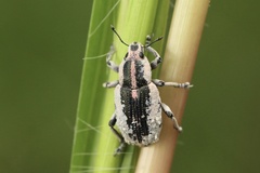 Eudiagogus rosenschoeldi