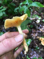 Cuphophyllus pratensis