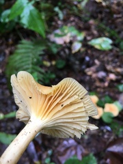 Cuphophyllus pratensis