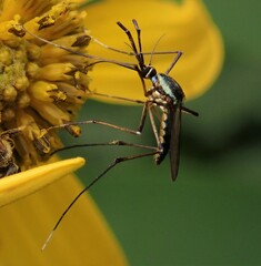 Toxorhynchites rutilus