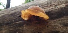 Auricularia