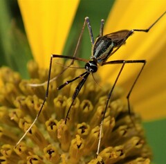 Toxorhynchites rutilus