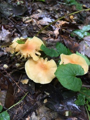 Cuphophyllus pratensis