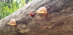 Auricularia
