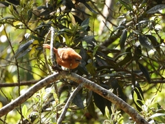 Cinnycerthia unirufa