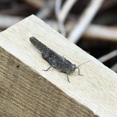 Trimerotropini