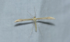 Hellinsia pectodactylus