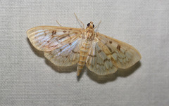 Herpetogramma pertextalis