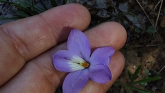 Viola pedata