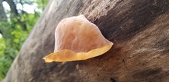 Auricularia