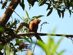 Cinnycerthia unirufa