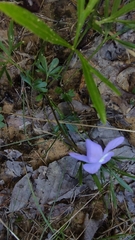 Viola pedata