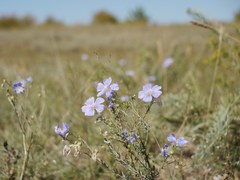 Linum austriacum