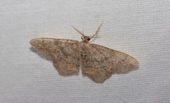 Hypagyrtis piniata