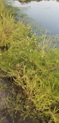 Symphyotrichum pilosum