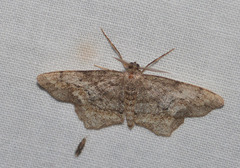 Hypagyrtis piniata
