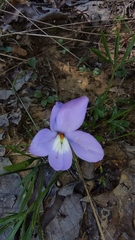 Viola pedata