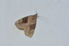 Hypena manalis