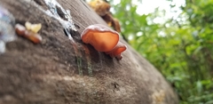 Auricularia
