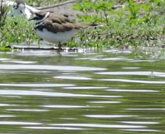 Charadrius vociferus