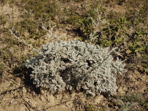 Artemisia fragrans, photograph 3