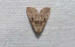Hypenodes franclemonti