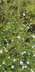 Symphyotrichum pilosum