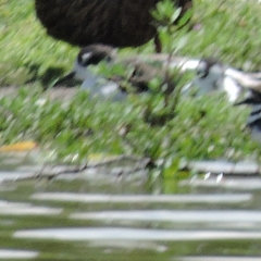 Himantopus mexicanus