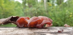 Auricularia