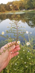 Symphyotrichum pilosum