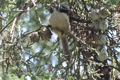 Psaltriparus minimus