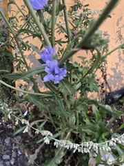 Cichorium intybus