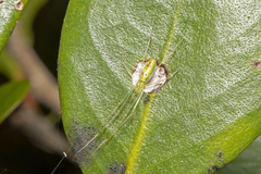 Tetragnatha rubriventris