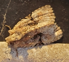 Oligia modica