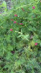 Ipomoea quamoclit