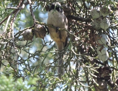 Psaltriparus minimus