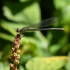 Argia
