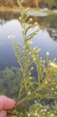 Symphyotrichum pilosum