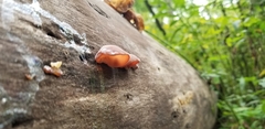Auricularia
