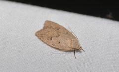 Machimia tentoriferella