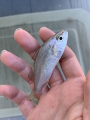 Bairdiella chrysoura